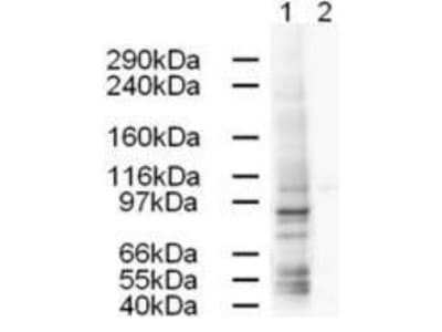 Western Blot: Gamma Adaptin Antibody [NB110-7877] - Analysis shows strong detection of a 91-kDa band corresponding to Human AP1G1 in a HeLa whole cell lysate (lane 1). Peptide competition (using 1 ug/ml of the immunizing peptide) blocks the specific reactivity of this antibody with AP1G1 (lane 2). Approximately 20 ug of each lysate was run on a SDS-PAGE and transferred onto nitrocellulose followed by reaction with a 1:500 dilution of anti-AP1G1 antibody. Detection occurred using a 1:5,000 dilution of HRP-labeled Rabbit anti-Goat IgG for 1 hour at room temperature. System was used for signal detection (Roche) using a 60-sec exposure time.